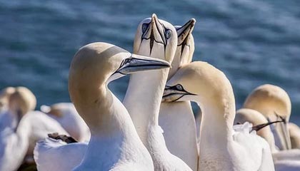 九游体育娱乐-德甲积极探索数字化转播新模式，2021-2022德甲转播权