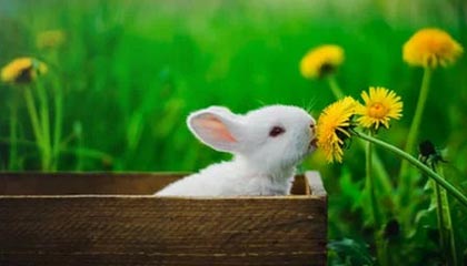 九游体育-特别场地：异域赛道的新奇体验，异域特色是什么意思